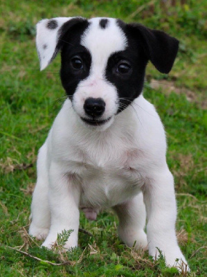 Les chiots de Jack Russell Terrier