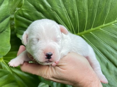 Les chiots de Jack Russell Terrier