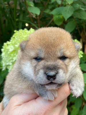 Les chiots de Shiba