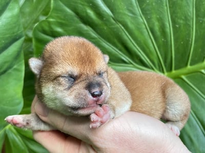 Les chiots de Shiba