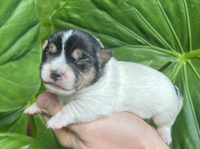 Les chiots de Jack Russell Terrier