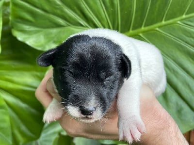 Les chiots de Jack Russell Terrier