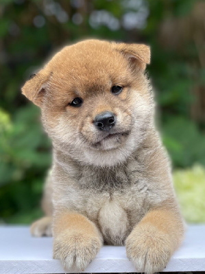 Les chiots de Shiba