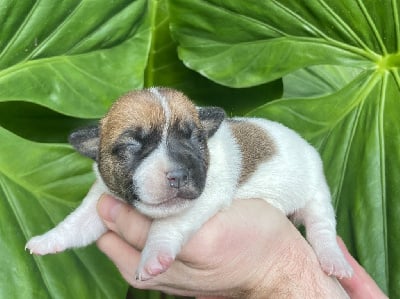 Les chiots de Jack Russell Terrier