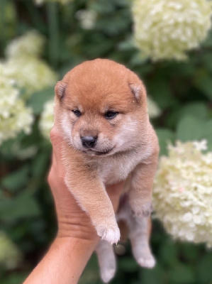 Les chiots de Shiba