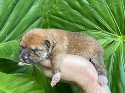 Les chiots de Shiba