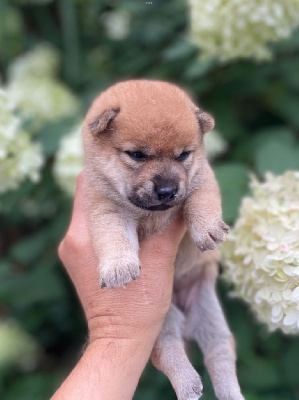 Les chiots de Shiba