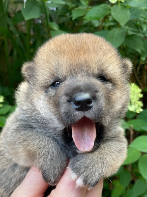 Les chiots de Shiba