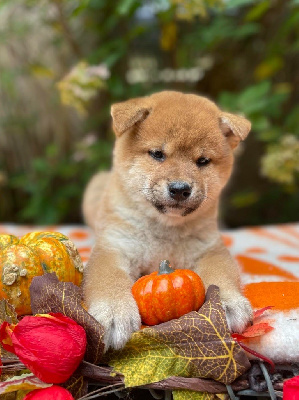 Les chiots de Shiba