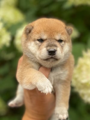 CHIOT 8 - Shiba