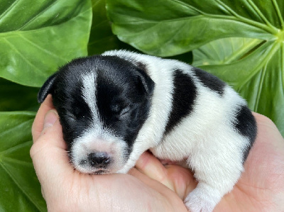 Les chiots de Jack Russell Terrier