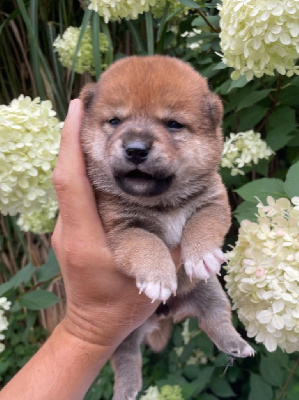 Les chiots de Shiba