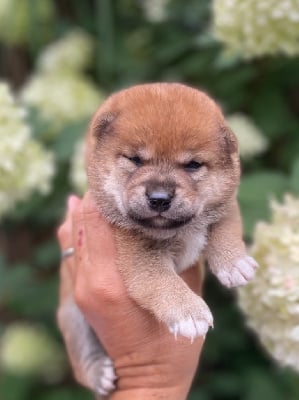 CHIOT 7 - Shiba