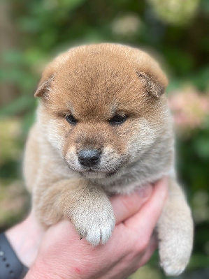 Les chiots de Shiba