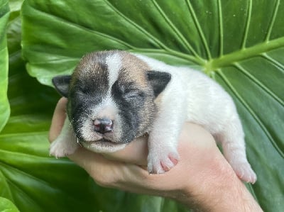 Les chiots de Jack Russell Terrier