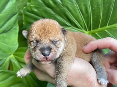 Les chiots de Shiba