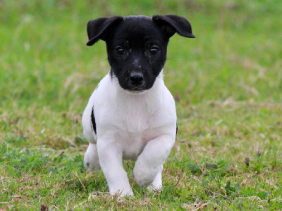 Les chiots de Jack Russell Terrier