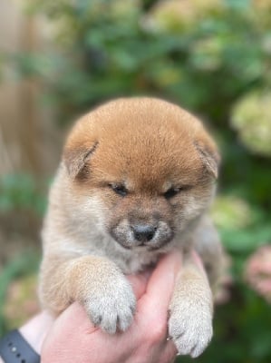 Les chiots de Shiba