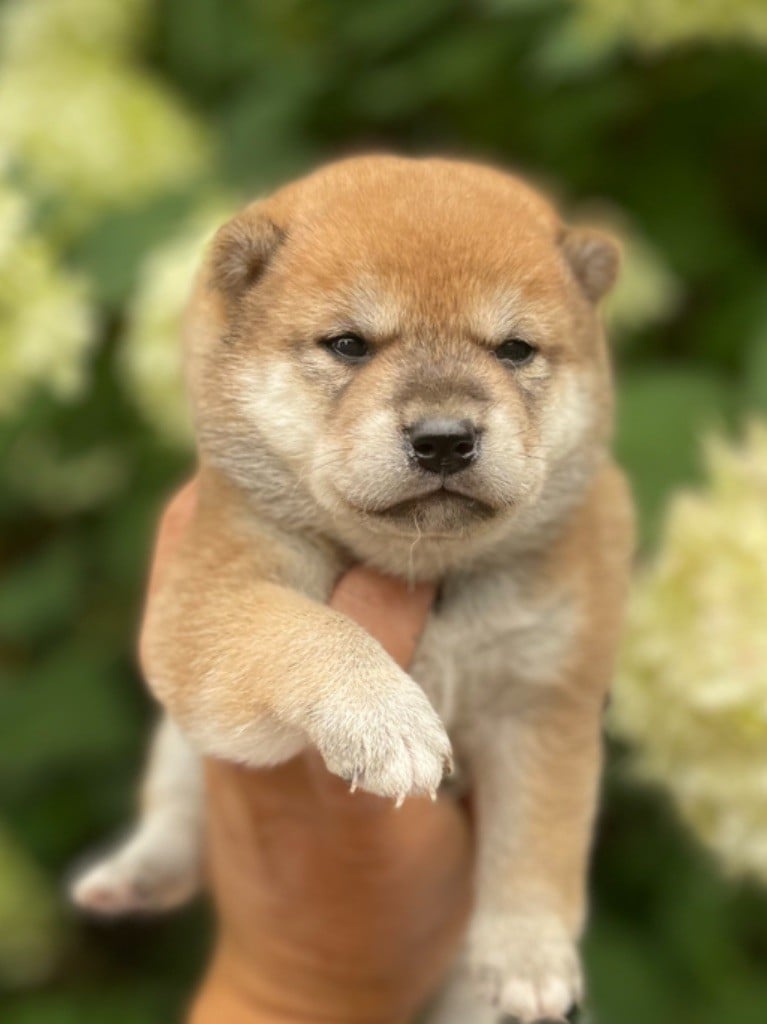 CHIOT 8 - Shiba