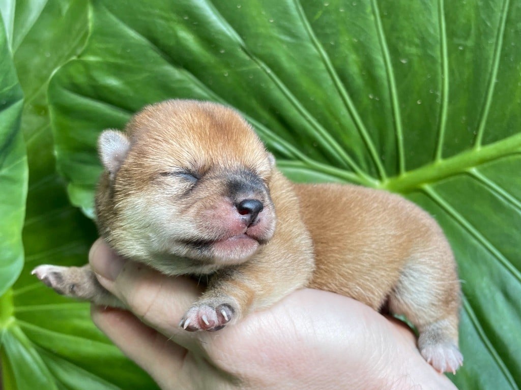 CHIOT 1 - Shiba