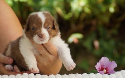 Les chiots de Berger Australien