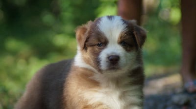 Les chiots de Berger Australien