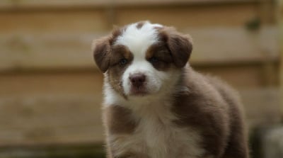 Les chiots de Berger Australien