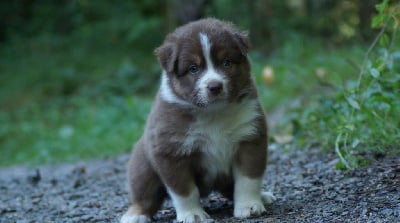 Les chiots de Berger Australien