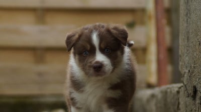 Les chiots de Berger Australien