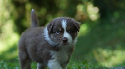 Les chiots de Berger Australien