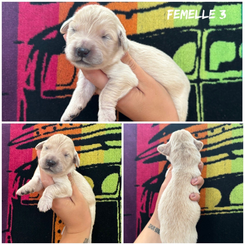 Femelle 3 - Golden Retriever