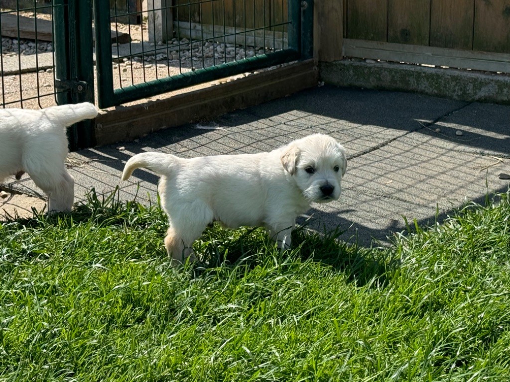 Mâle collier vert - Golden Retriever