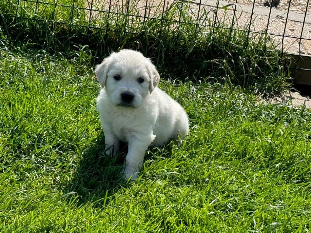 Mâle collier rouge - Golden Retriever