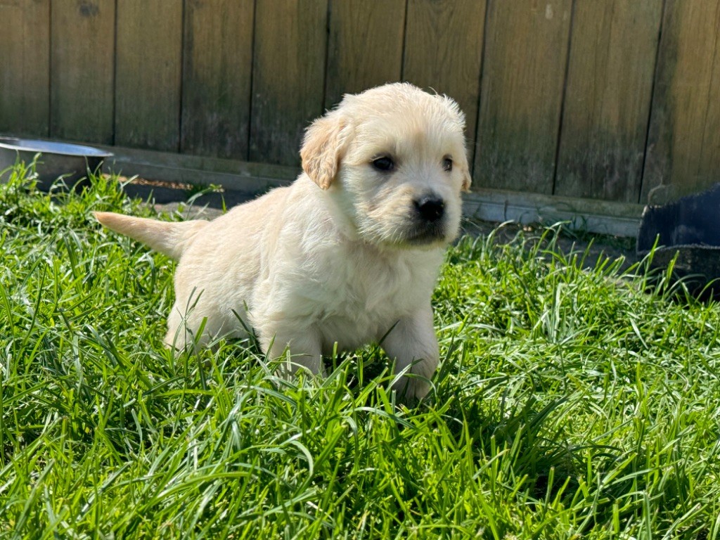 Femelle collier rose - Golden Retriever