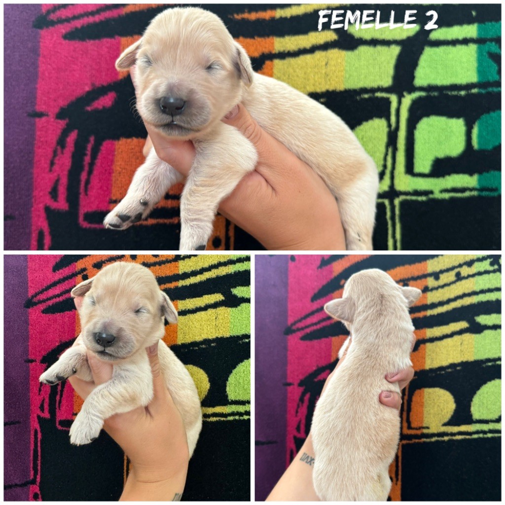 Femelle 2 - Golden Retriever