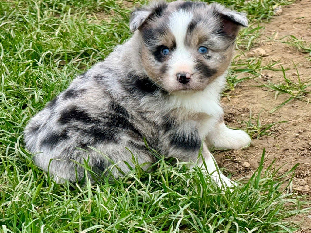 Mâle bleu merle - Berger Américain Miniature 