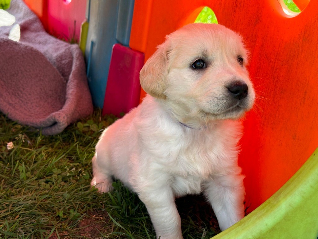 Femelle collier violet - Golden Retriever