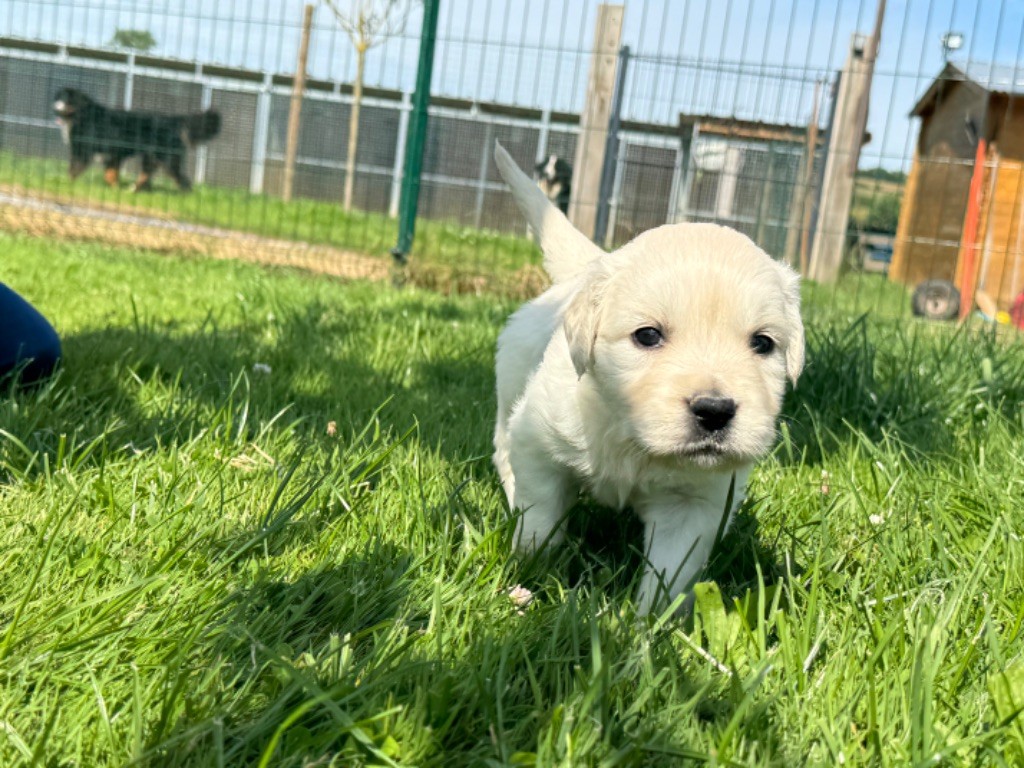 Femelle collier blanc - Golden Retriever