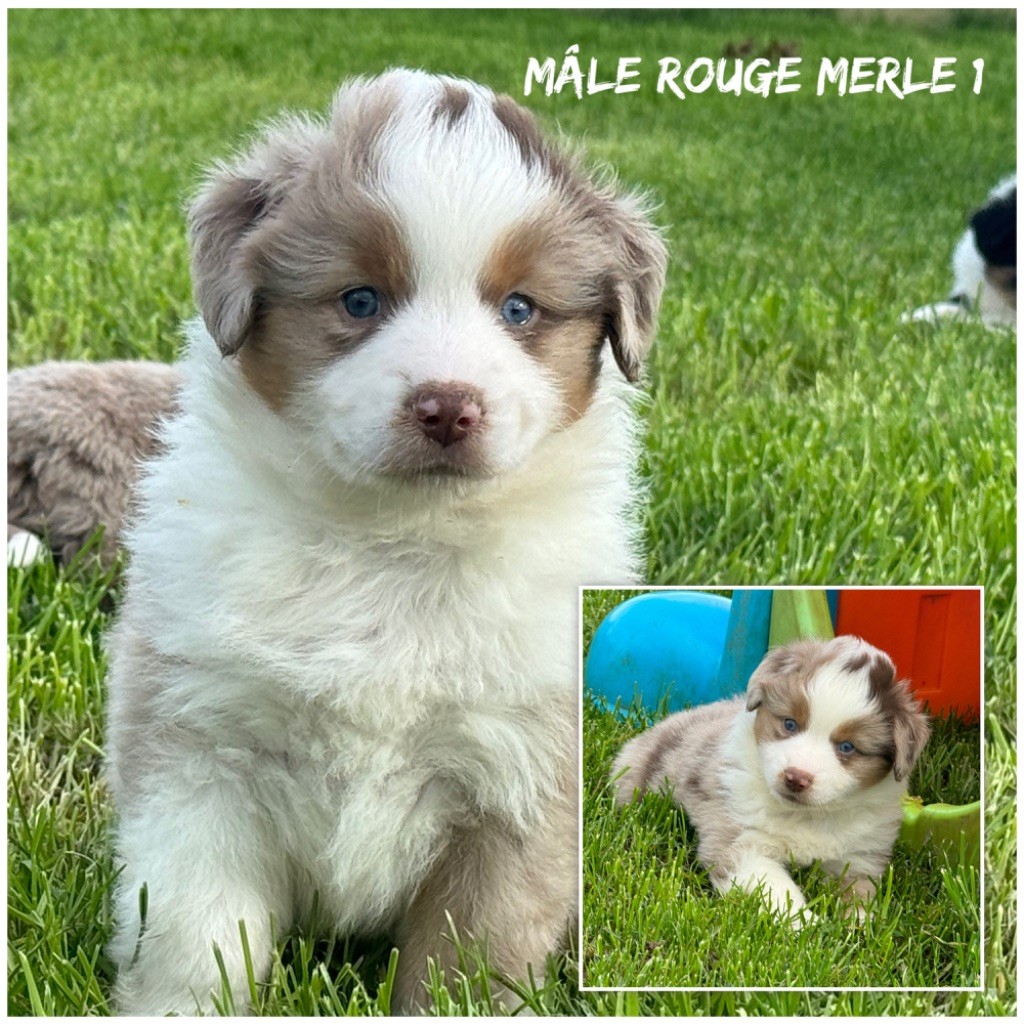 Mâle rouge merle - Berger Américain Miniature 