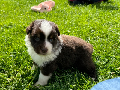 Les chiots de Berger Américain Miniature 