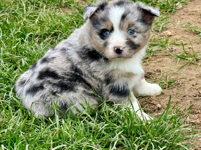 Mâle bleu merle - Berger Américain Miniature 