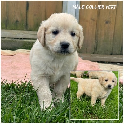 Les chiots de Golden Retriever