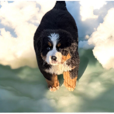 Les chiots de Bouvier Bernois