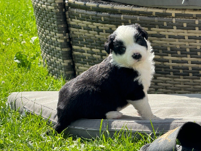 Les chiots de Berger Américain Miniature 