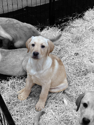 Les chiots de Labrador Retriever