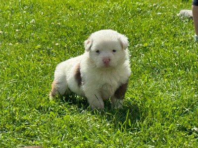 Les chiots de Berger Américain Miniature 