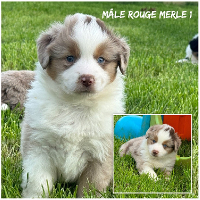 Mâle rouge merle - Berger Américain Miniature 