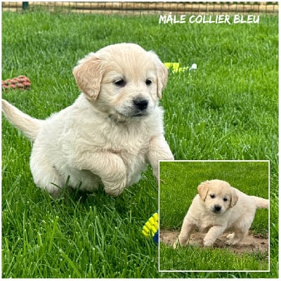 Les chiots de Golden Retriever