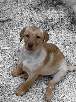 Les chiots de Labrador Retriever