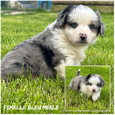 Femelle bleu merle - Berger Américain Miniature 